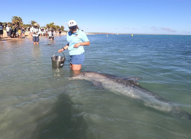 Person standing in shallow water holing a bucket and feeding a dolphin
