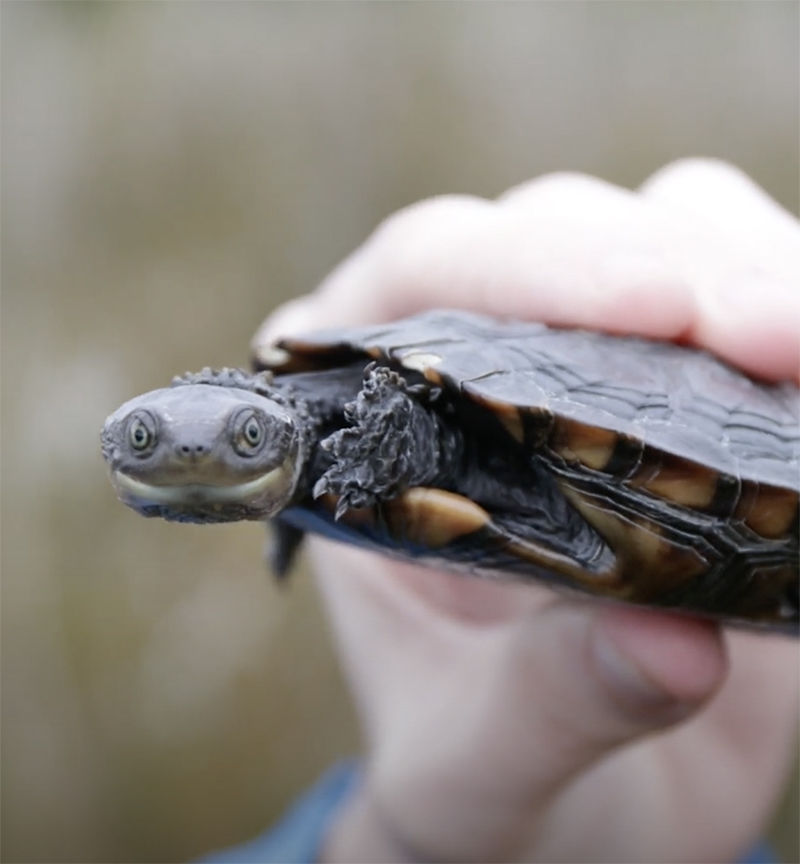 Western swamp tortoise